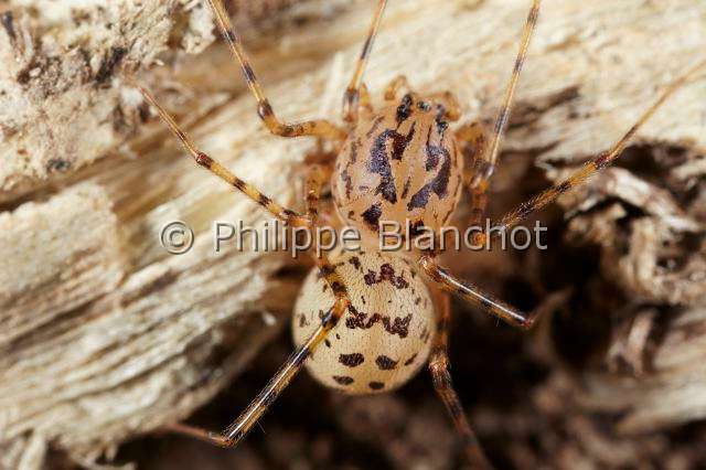 PBL_Araignees_2014_MG_7493.JPG - France, Paris (75), Araneae, Scytodidae, Araignée cracheuse (Scytodes thoracica), Spitting Spider